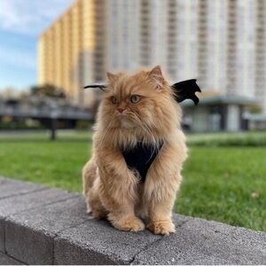 Pup crew Pet harness with bat wings great for dress up best for a smaller pet